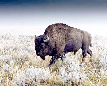 American bison - american, buffalo, wallpaper, bison animal