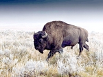 American bison