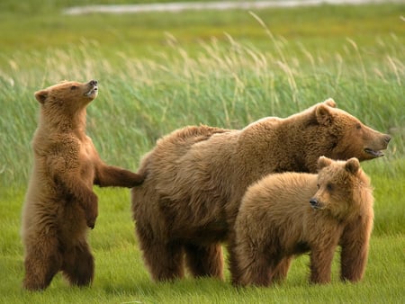 Grizzly bears - animal, bears, wallpaper, grizzly