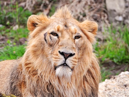 lion - sight, wallpaper animals, king, posture, lion, sun