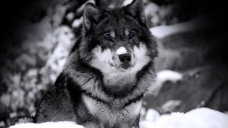 GreyWolf - beauty, fur, soft, photography, winter, wolf, wild, snow, animal