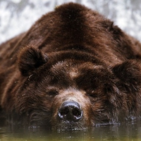 brown bear