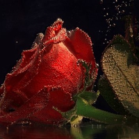 Water Drops on Red