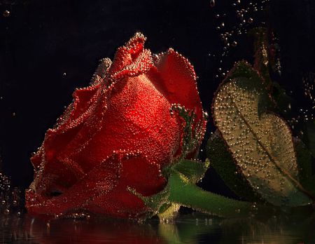 Water Drops on Red - water, red, rose, flower, petals