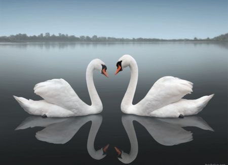                Swan  Look - lake, swan, water, reflection, mist, birds