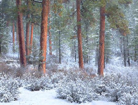 Beauty and the Beasts - pretty, trees, wood, bushes, snow, forest, redwood