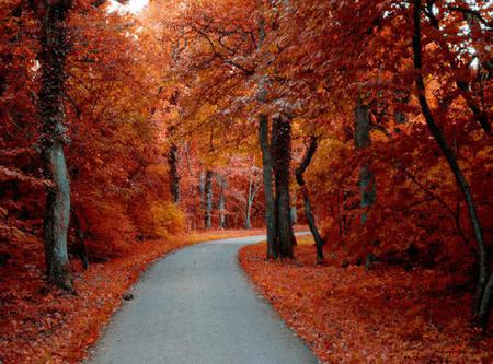 Going Round the Bend - red, road, beautiful, leaves, trees, autumn