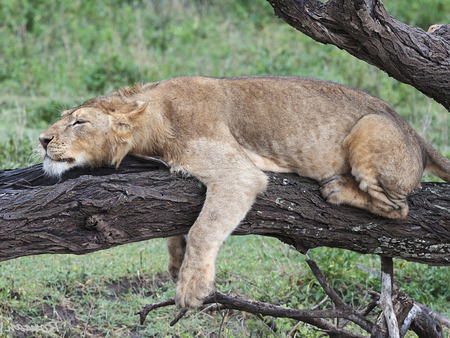 lioness - lioness, animal, wallpaper, bark, tree trunk, lying