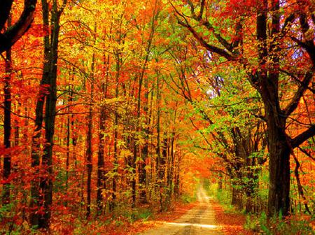 Wonderful World - autumn, pretty, trees, forest, red, green, path, gold