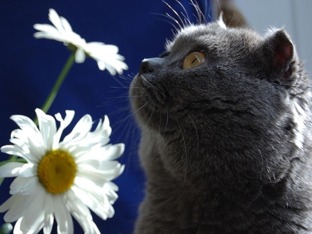 Grey cat smells the daisies - daisy, flower, margarita, smell, sweet, cat, pet, animal, kitten, feline