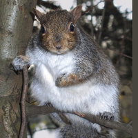 grandfather squirrel