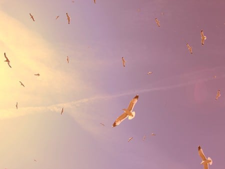 Freedom - cloud, sky, bird, flight, sunset