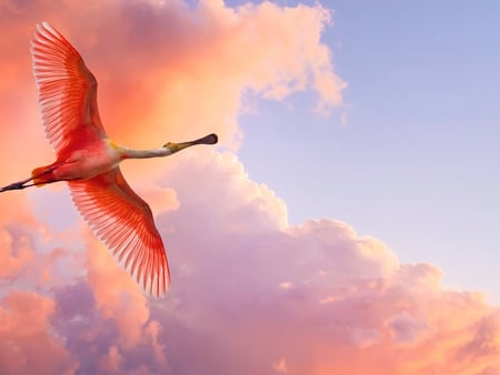 To fly!! - cloud, sky, bird, flight, sunset