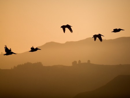 Birds flying at sunset - cloud, sky, bird, flight, sunset