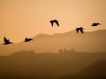 Birds flying at sunset