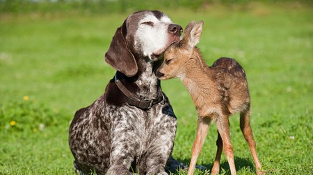 Sweet animal love - love, puppy, dog, animal, grass, deer