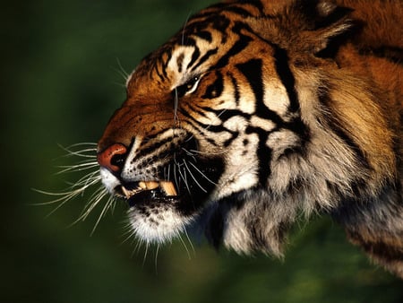 Angry Tiger - anger animal, woods, big cats, wallpaper, tiger