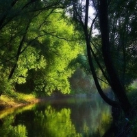 lake view green in nature