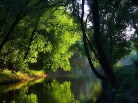 lake view green in nature - nature, branches, sky, lake, trees, green, leaves