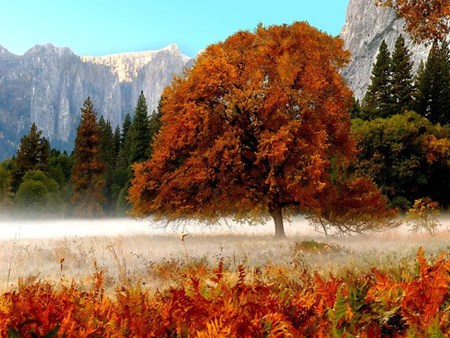 amazing nature red in colour - blue, earth, organism, life, mountain, tree, white, nature, red, green, plants, sky