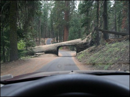 inside the car view - tree, artificial, car, road