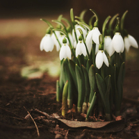 White bells