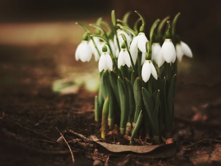 White bells - white, flower, nature, bell