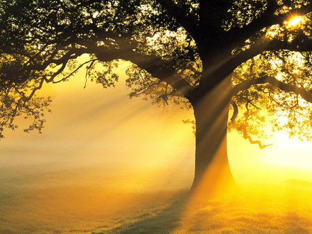 The light of the truth - nature, sunshine, tree, forest