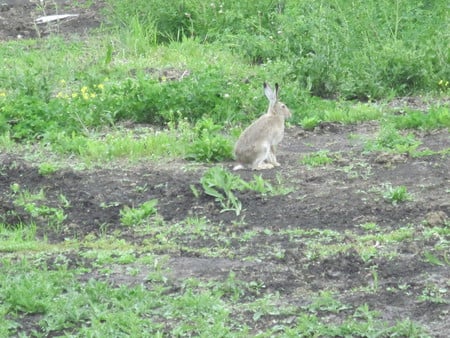 Rabbits in the fields  - yellow, rabbits, brown, photography, flowers, black, grey, green, Fields