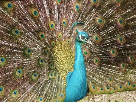 Showing off - stunning, proud, peacock, green, plumage, turquoise, feathers, golden