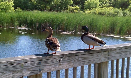 Malards - duck, malard, malard duck, malards