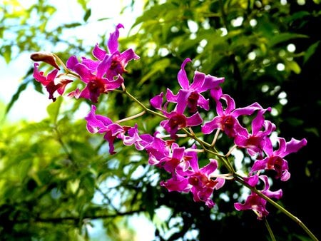 purple orchids - purple, orchids, nature, wallpapers