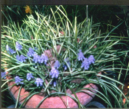 Blue Bells - flower, pretty, grass, blue