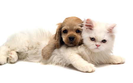 Love - pretty, dog, fluffy, animal, friends, face, white cat, together, beauty, friendship, love, white, cute, animals, domestic, cat face, eyes, dog face, paws, dogs, kitten, cats, puppy, spaniel, beautiful, photography, puppies, lovely, affection, sweet, cat, fur, adorable, kitty