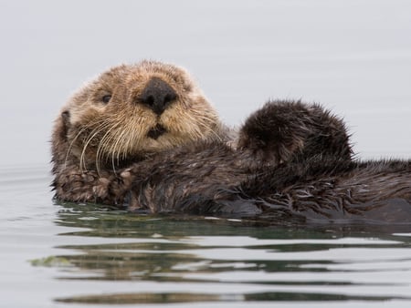 sea otter - animal, water, california, sea otters, wallpaper