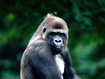 gorilla - wallpapersilver back, gorilla, animal, great, serious, blac