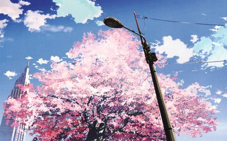 Sakura Tree - sky, sakura, tree, pink