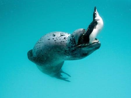 leopard seal - hydrurga, animal, leopard seal, peninsula, wallpaper, leptonyx, penguin, antarctic