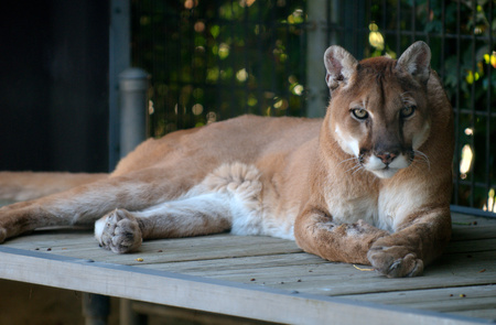 Cougar for the-panther - fierce, cougar, lying, cat