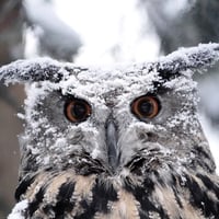 owl