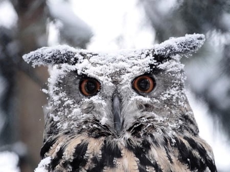 owl - feathers, eyes, winter, wallpaper, bird, beak, snow, animal, owl, plumage, coat