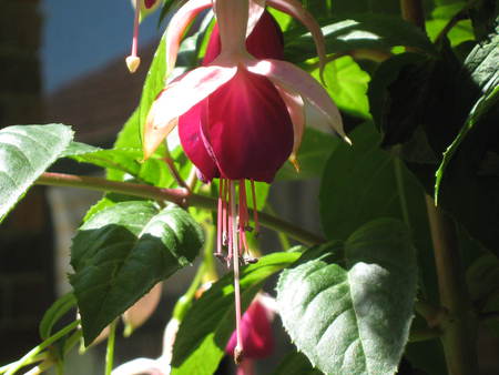 Fuchsia - fuchsia, flowers, flower, pink