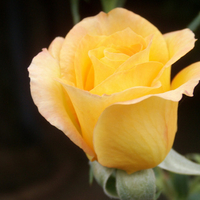 Yellow rose of friendship