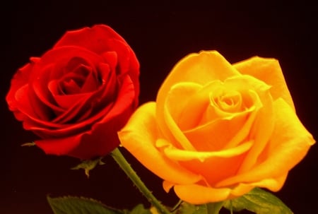 roses - still life, yellow, rose, red