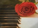 rose & piano