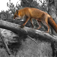 fox on the run