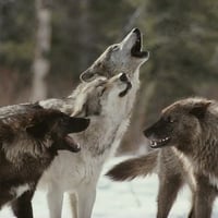 The Pack