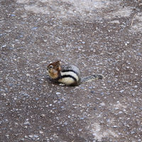 Squirrel at Banff National park 