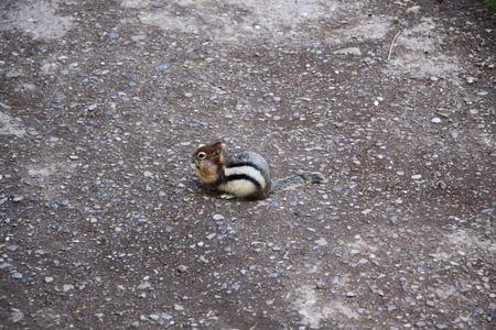 Squirrel at Banff National park  - white, squirrels, brown, animal, photography, nature, grey