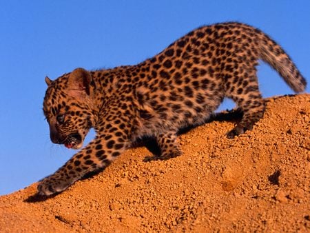 Wait for Me - soil, leopard, cub, beautiful, cute, baby, sky